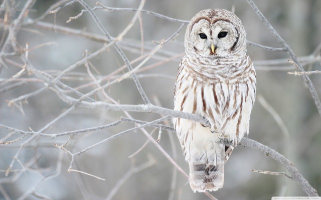 white_owl-wide.medium